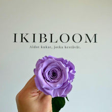 Premium ruusu soft lilac