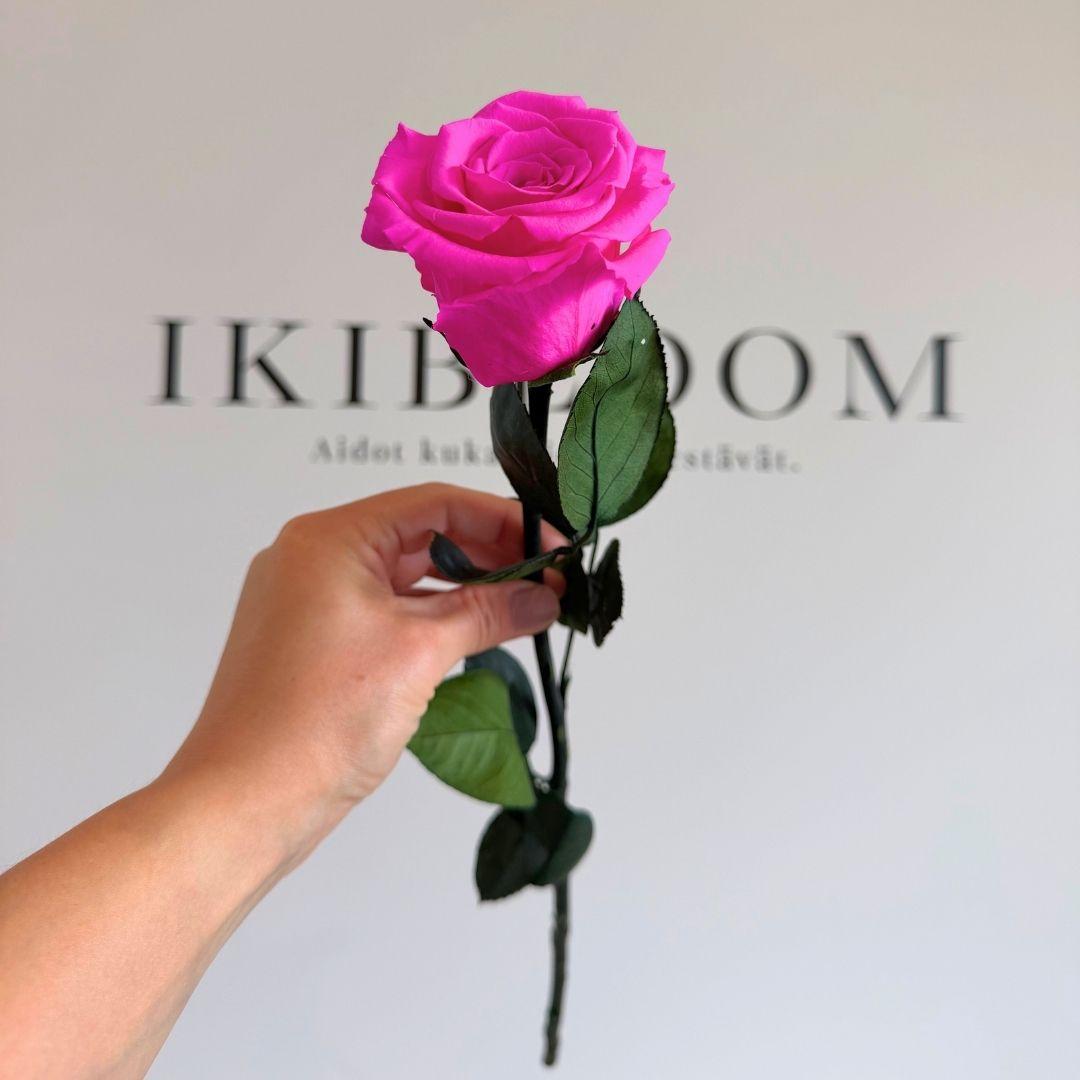 Premiun ruusu pinkki